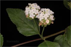 Lantana veronicifolia
